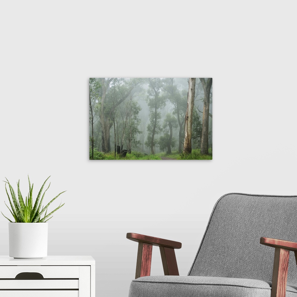 A modern room featuring A tranquil morning in the Dandenong Ranges National Park