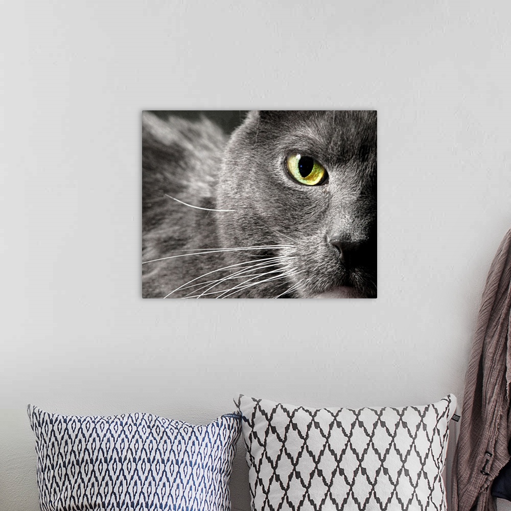 A bohemian room featuring A very close creatively composed capture of a gray cat's face showing only one green eye, fur and...