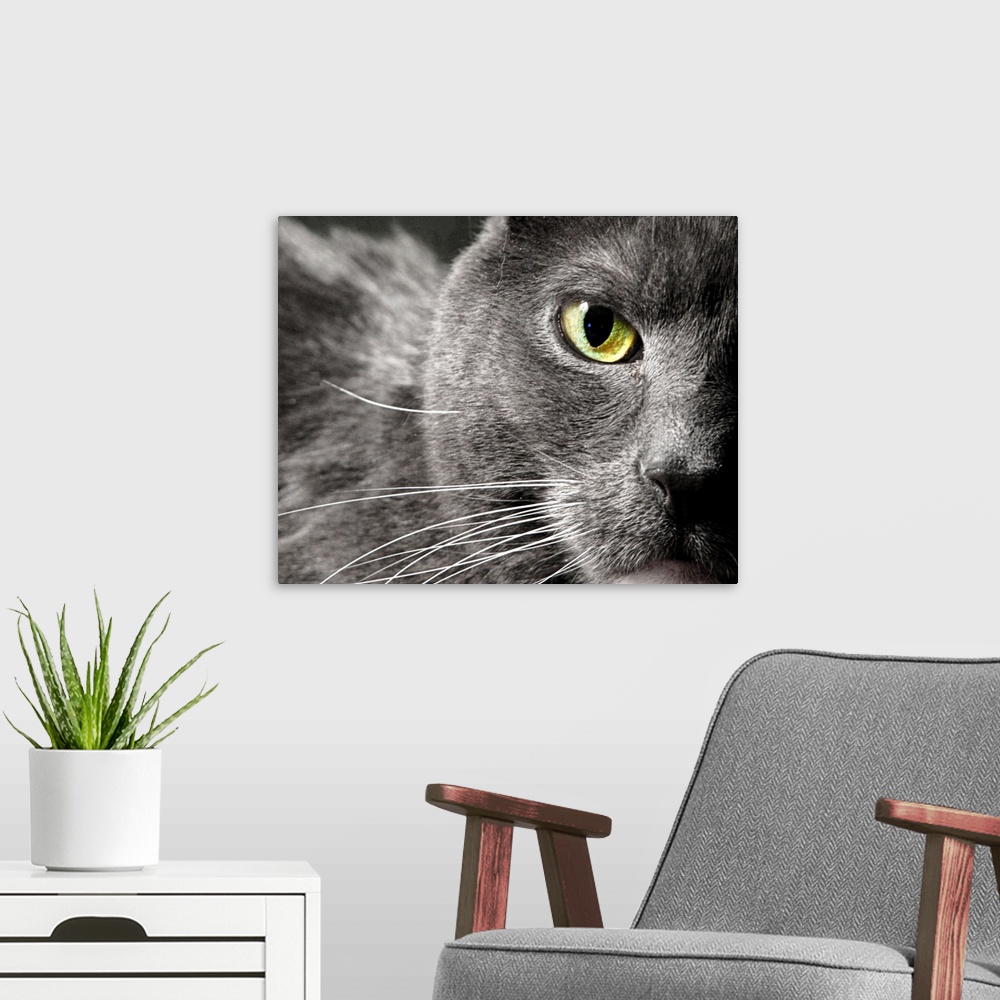 A modern room featuring A very close creatively composed capture of a gray cat's face showing only one green eye, fur and...