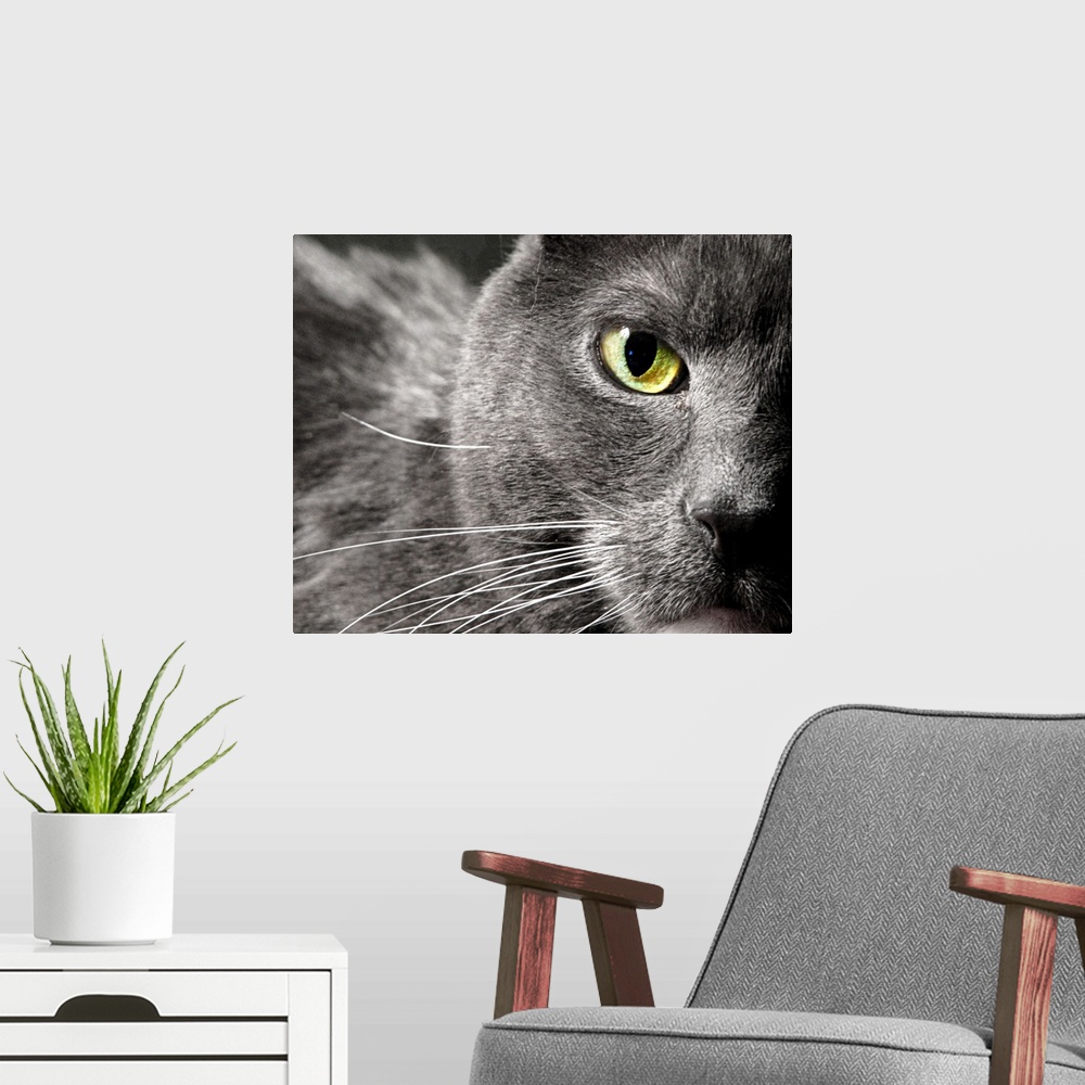 A modern room featuring A very close creatively composed capture of a gray cat's face showing only one green eye, fur and...