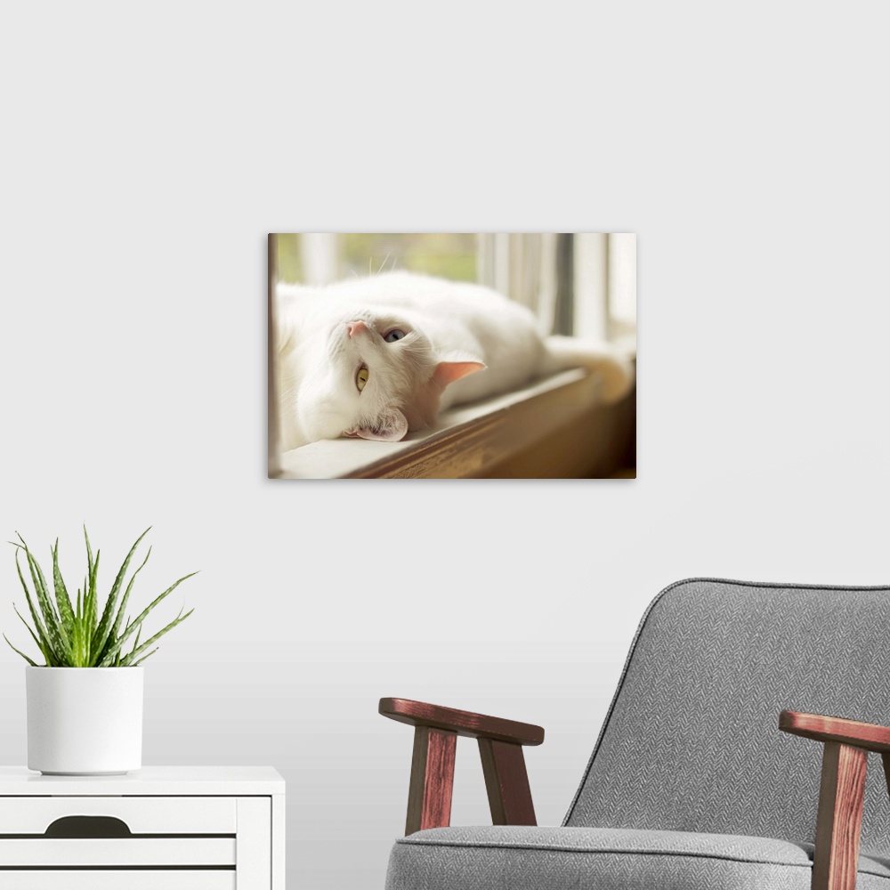 A modern room featuring A beautiful white cat with one blue eye and one yellow eye lounging in a sunny windowsill on a wa...