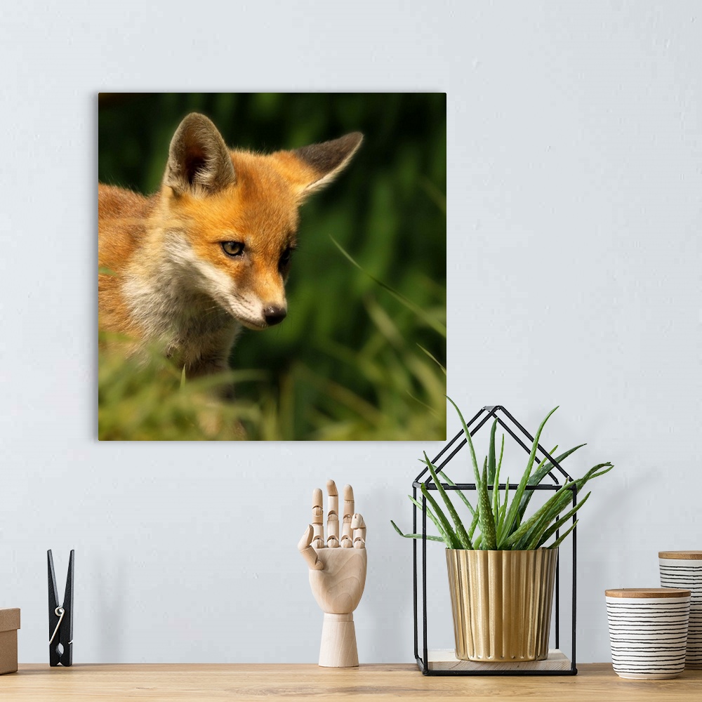A bohemian room featuring A young Red Fox cub peering through a gap in blades of green grass