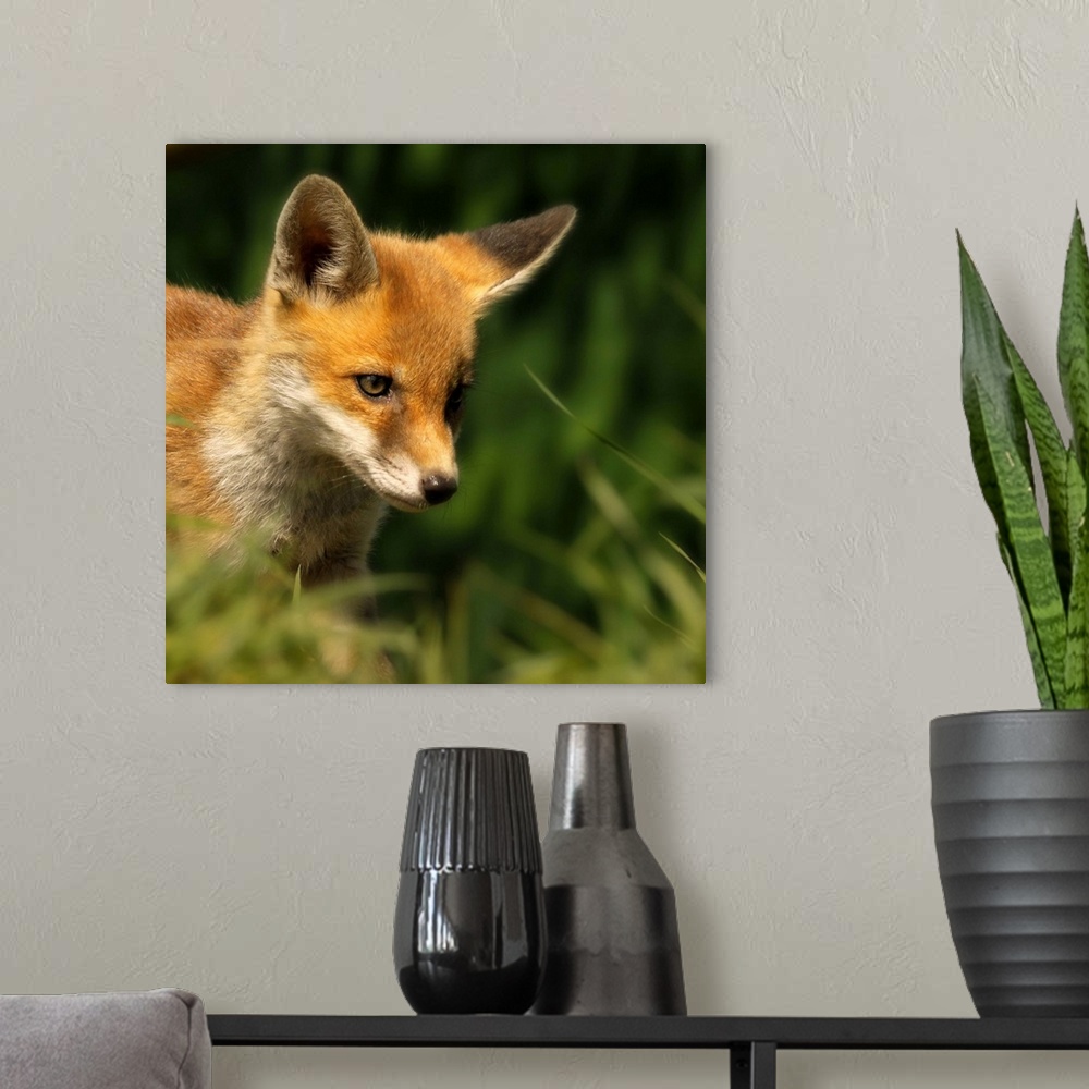 A modern room featuring A young Red Fox cub peering through a gap in blades of green grass