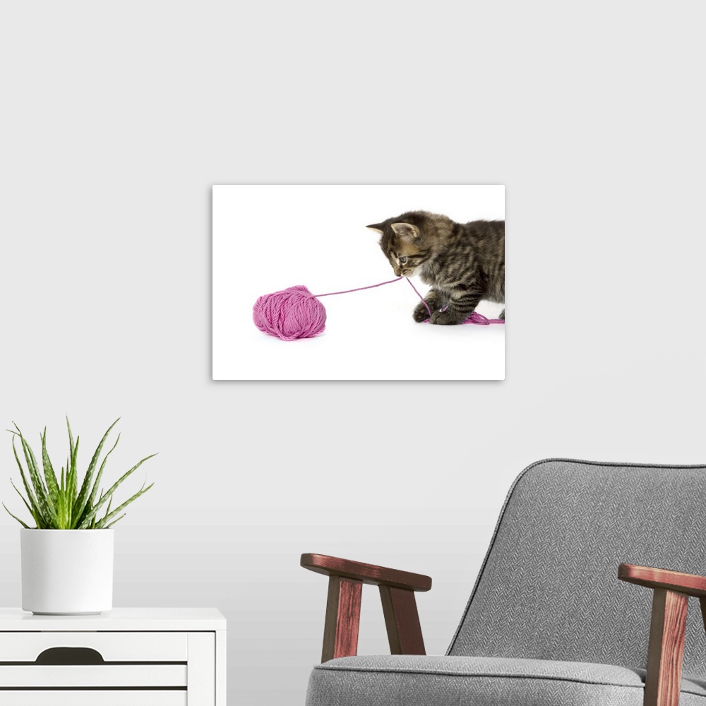 A modern room featuring A young tabby kitten playing with a ball of wool.