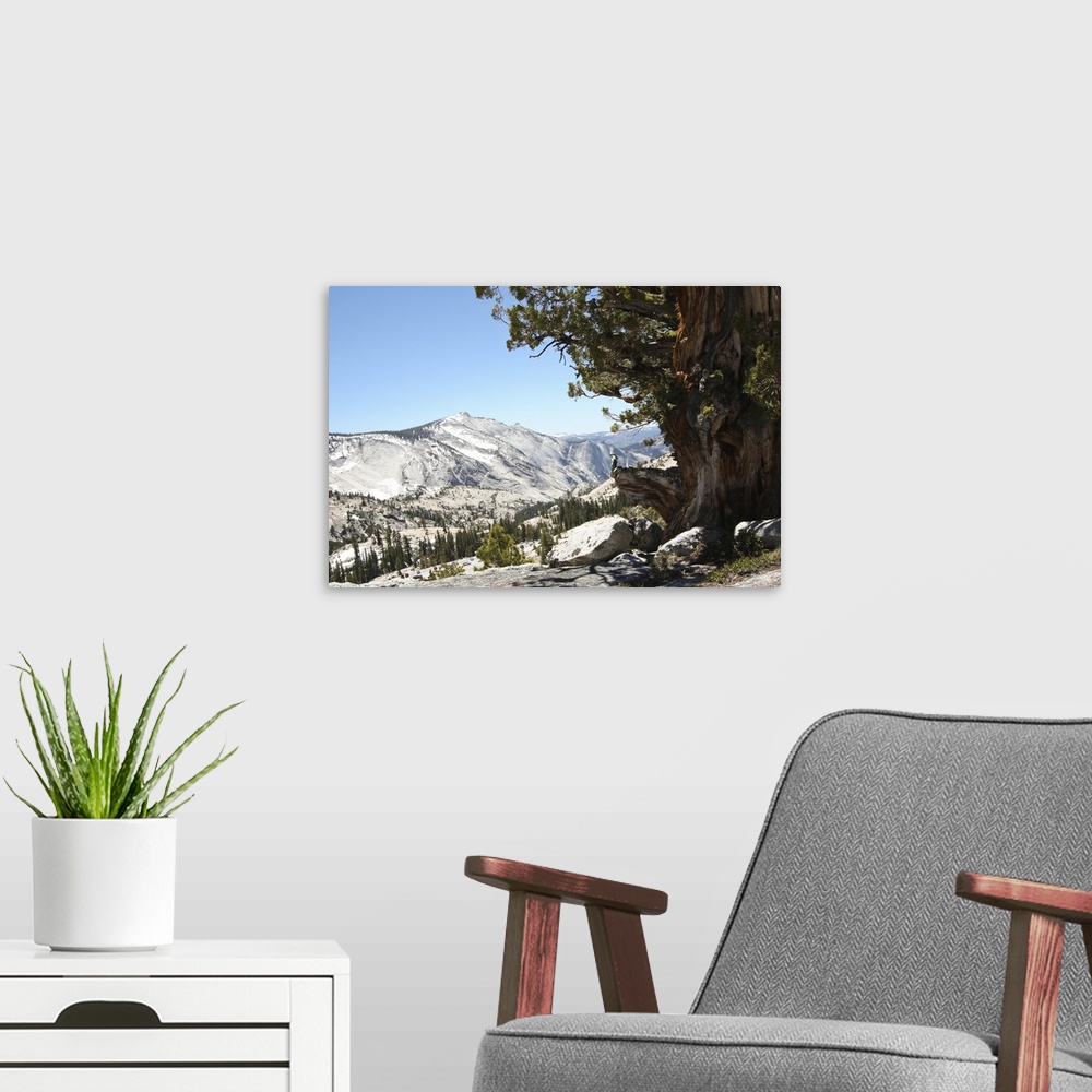 A modern room featuring Above Tioga Road, Yosemite National Park, California
