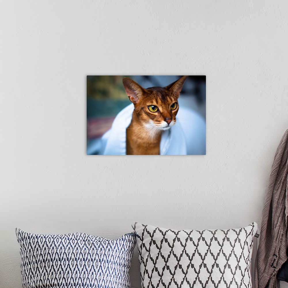 A bohemian room featuring Abyssinian cat