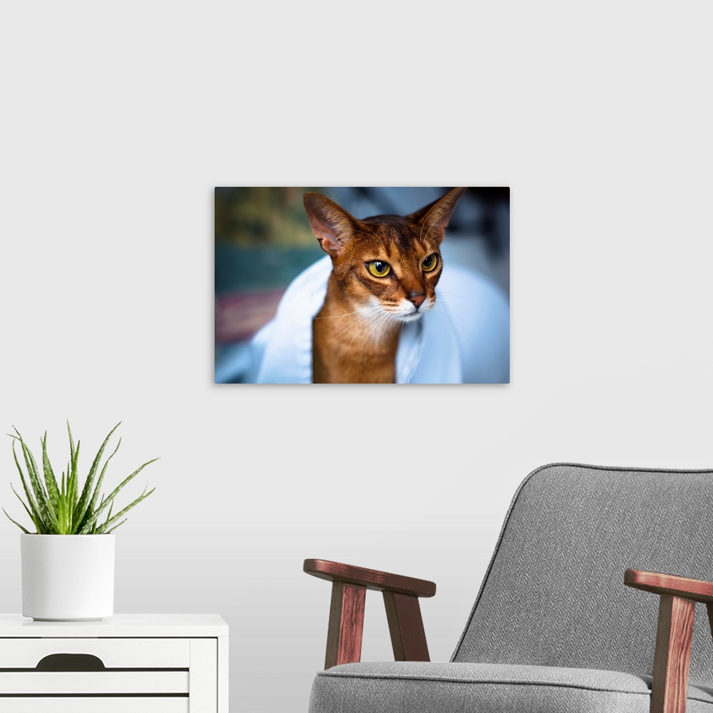 A modern room featuring Abyssinian cat