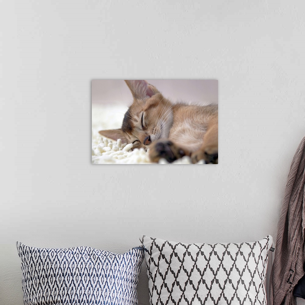 A bohemian room featuring Abyssinian cat sleeping