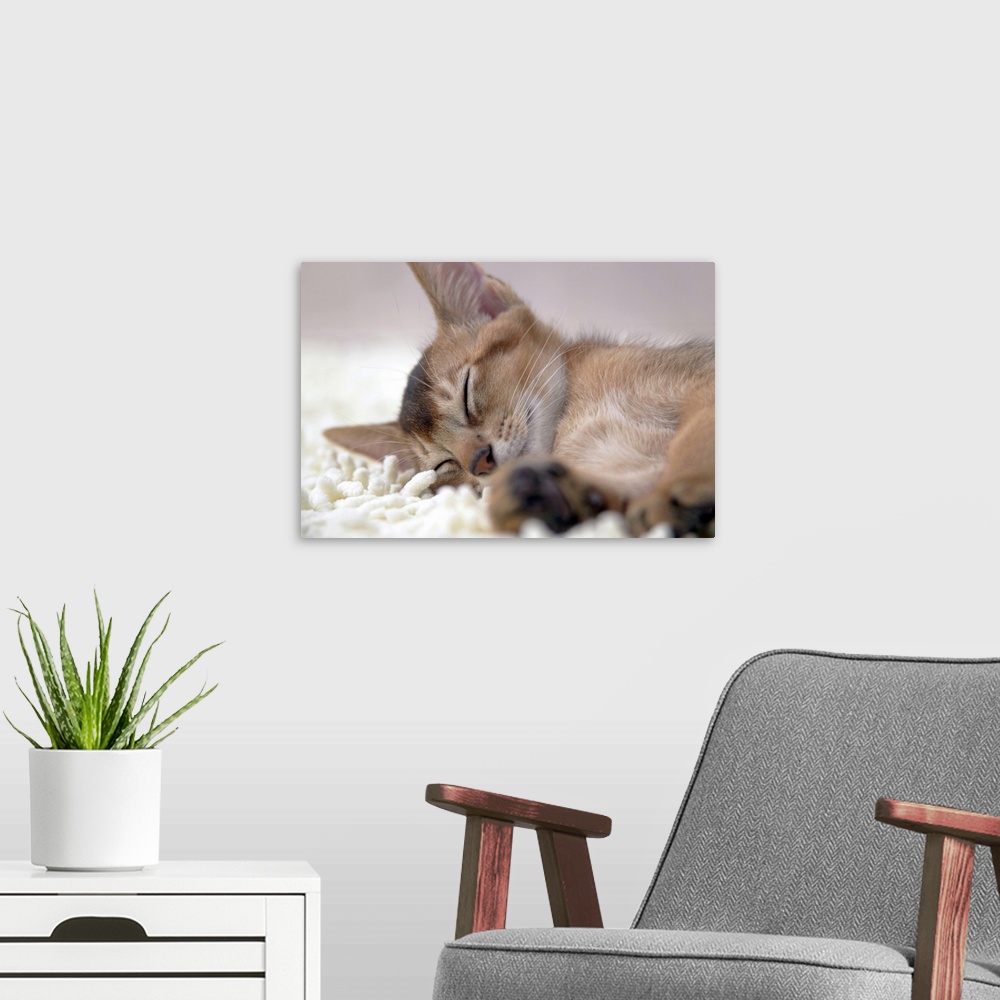 A modern room featuring Abyssinian cat sleeping
