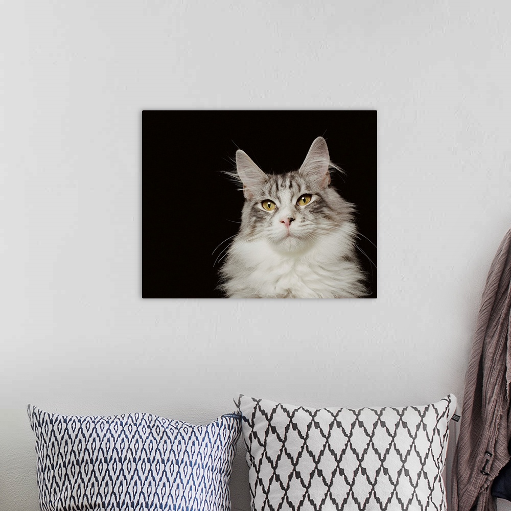 A bohemian room featuring Adult Maine Coon Cat, close-up