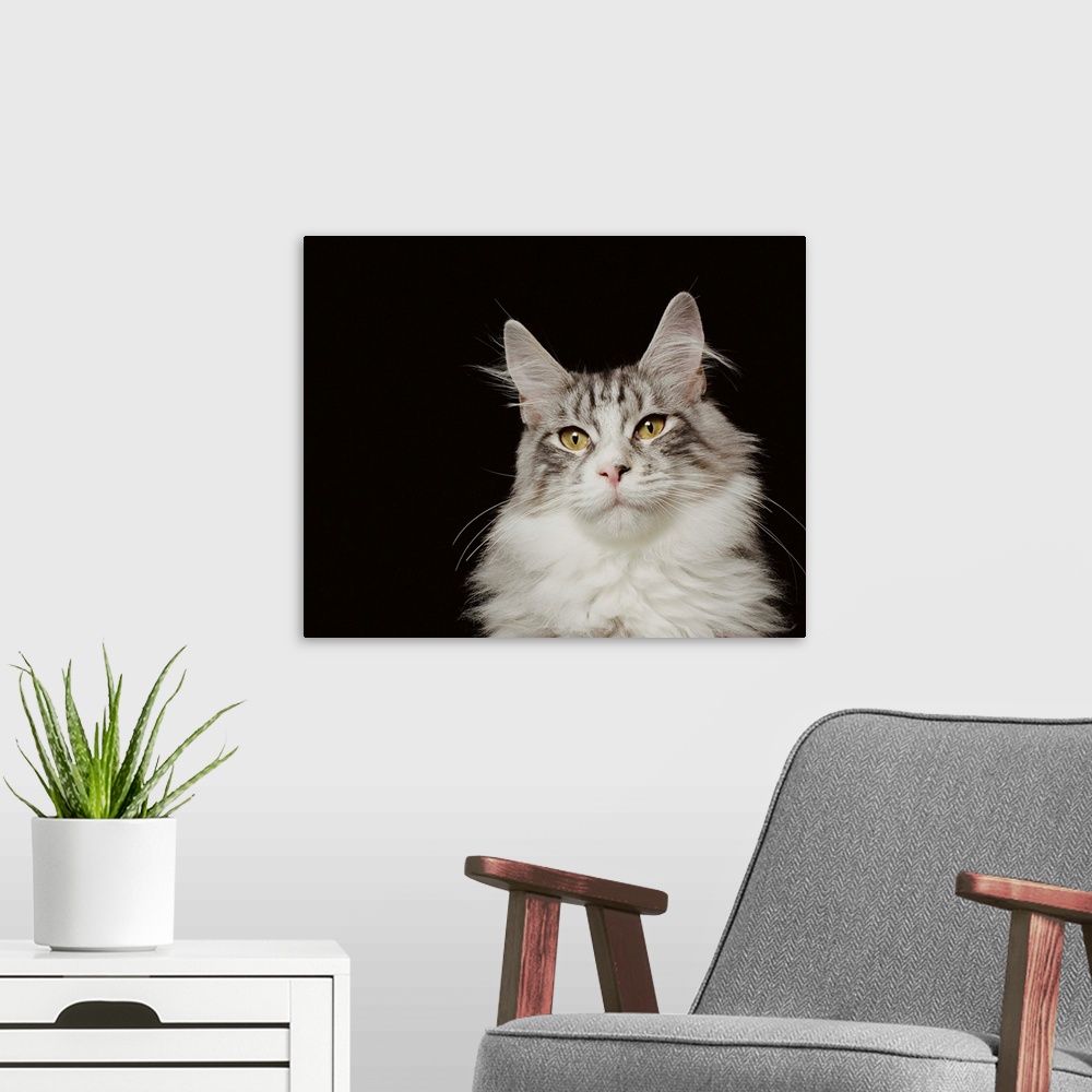 A modern room featuring Adult Maine Coon Cat, close-up