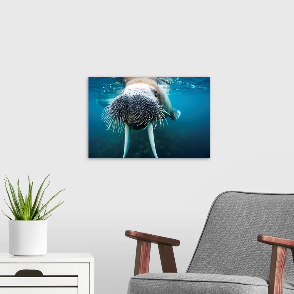 A modern room featuring Underwater view of an adult male walrus swimming near the surface near Lagoya on a summer afterno...