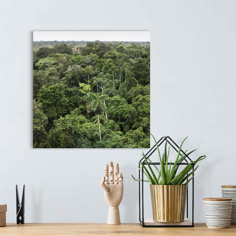 A bohemian room featuring Aerial view of Amazon Rain forest