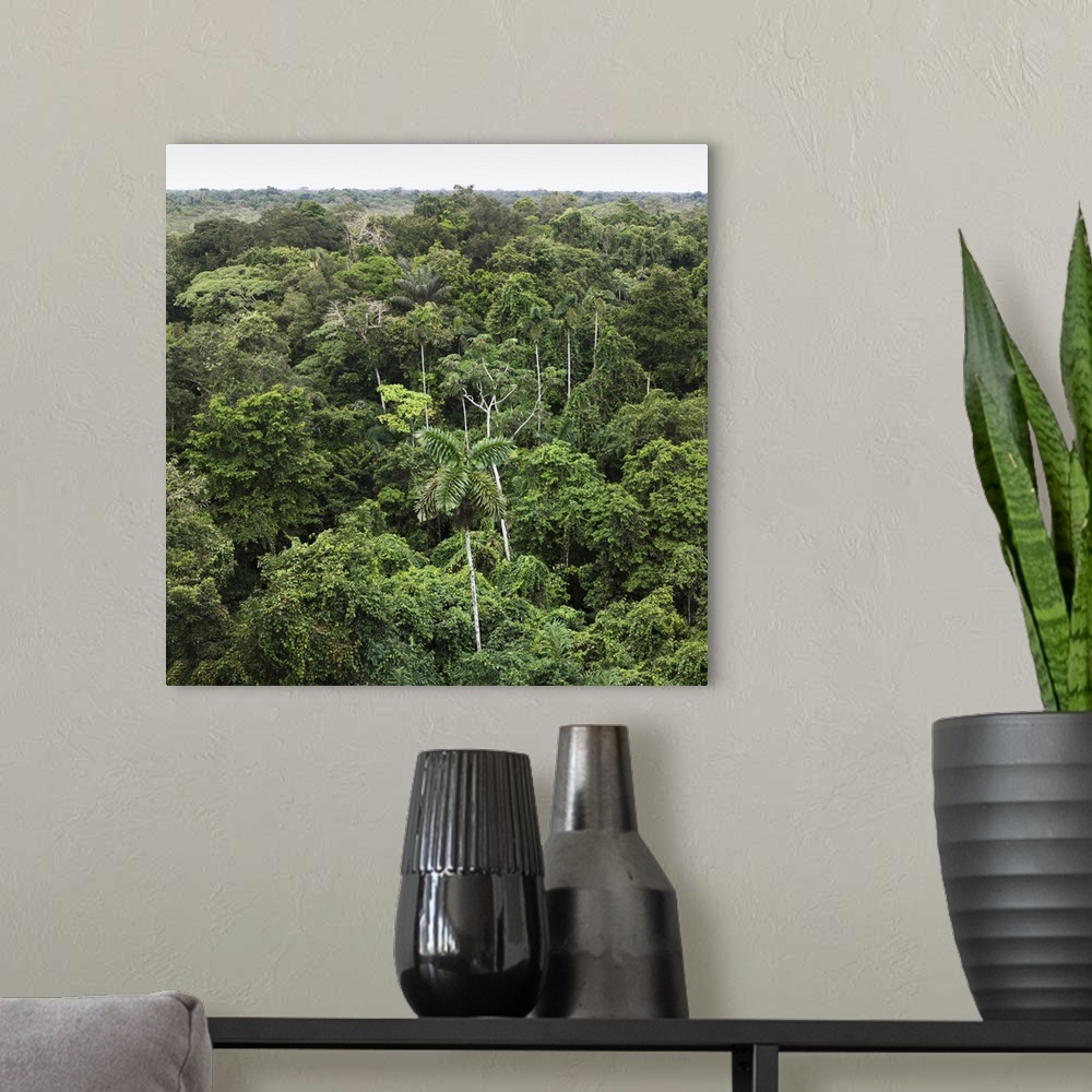 A modern room featuring Aerial view of Amazon Rain forest