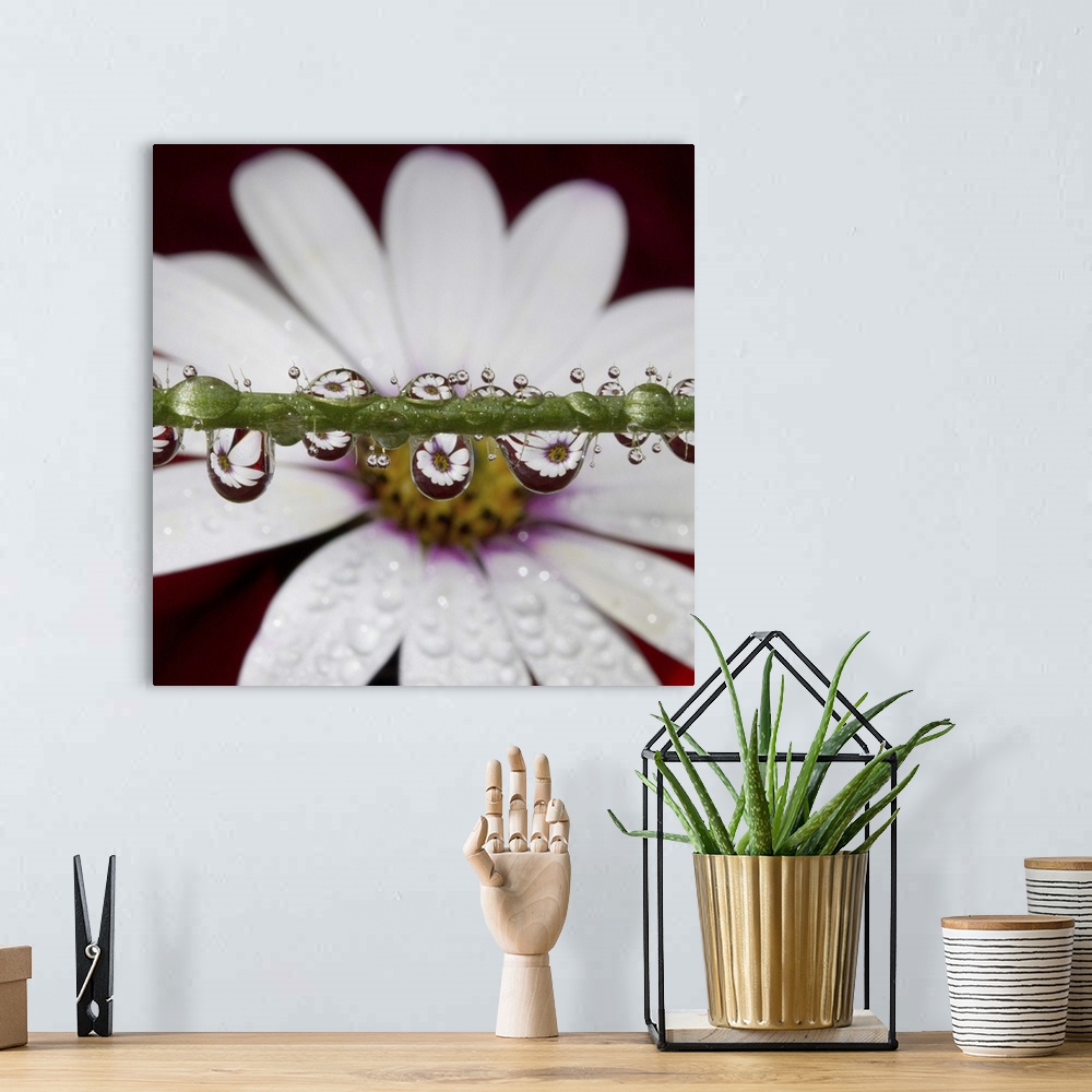 A bohemian room featuring African Daisy flower refracted in numerous tiny water drops on poppy flower stem.