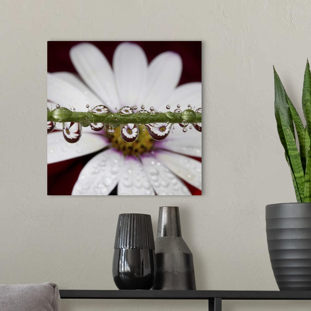A modern room featuring African Daisy flower refracted in numerous tiny water drops on poppy flower stem.
