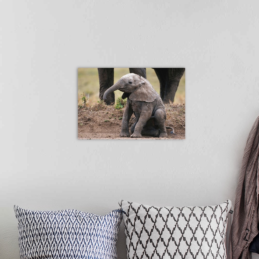 A bohemian room featuring African elephant calf (Loxodonta africana) sitting and watching, Masai Mara N.R, Kenya