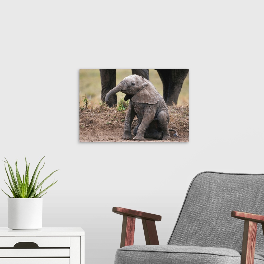 A modern room featuring African elephant calf (Loxodonta africana) sitting and watching, Masai Mara N.R, Kenya