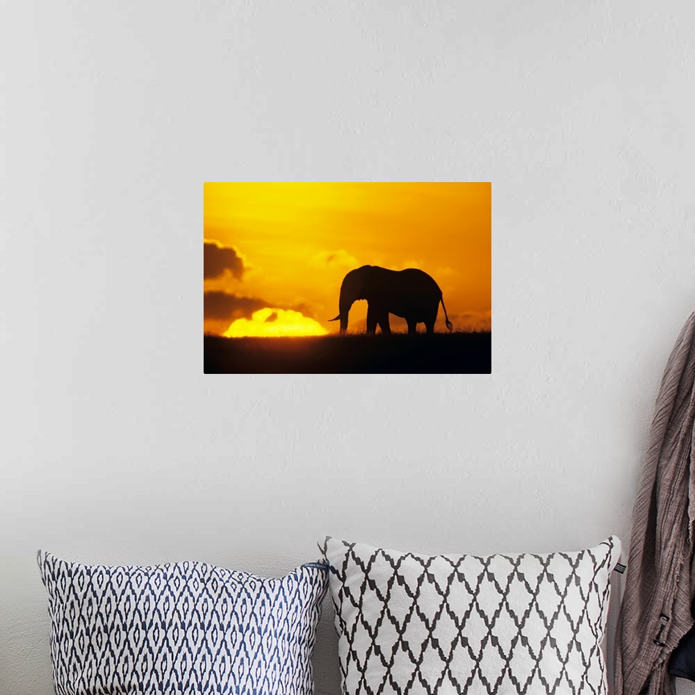 A bohemian room featuring This wall art for the home or office is a wildlife photograph of an elephant contrasting against ...