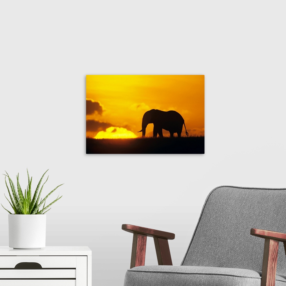 A modern room featuring This wall art for the home or office is a wildlife photograph of an elephant contrasting against ...