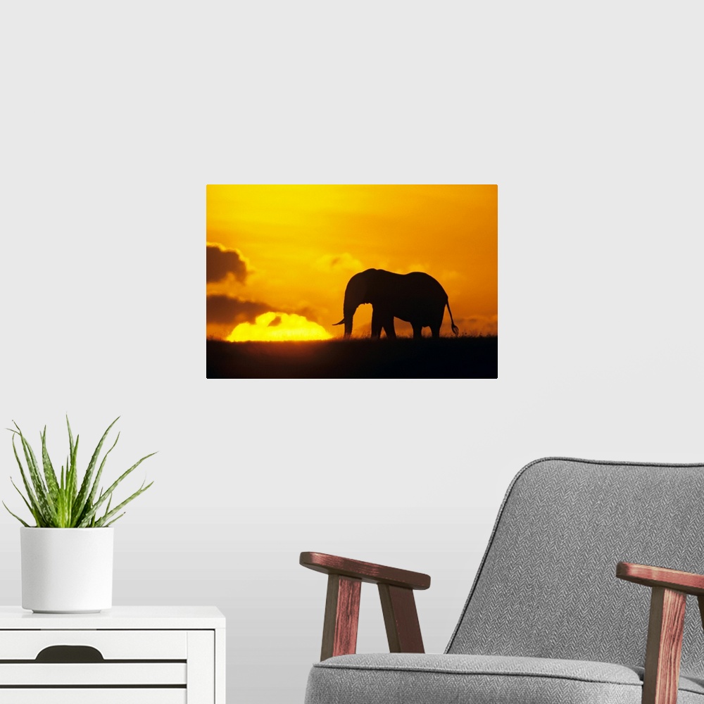 A modern room featuring This wall art for the home or office is a wildlife photograph of an elephant contrasting against ...