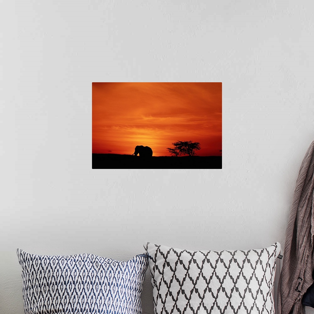 A bohemian room featuring Large landscape photograph of the silhouette of an African elephant (Loxodonta africana) walking ...