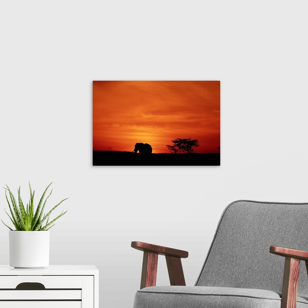 A modern room featuring Large landscape photograph of the silhouette of an African elephant (Loxodonta africana) walking ...