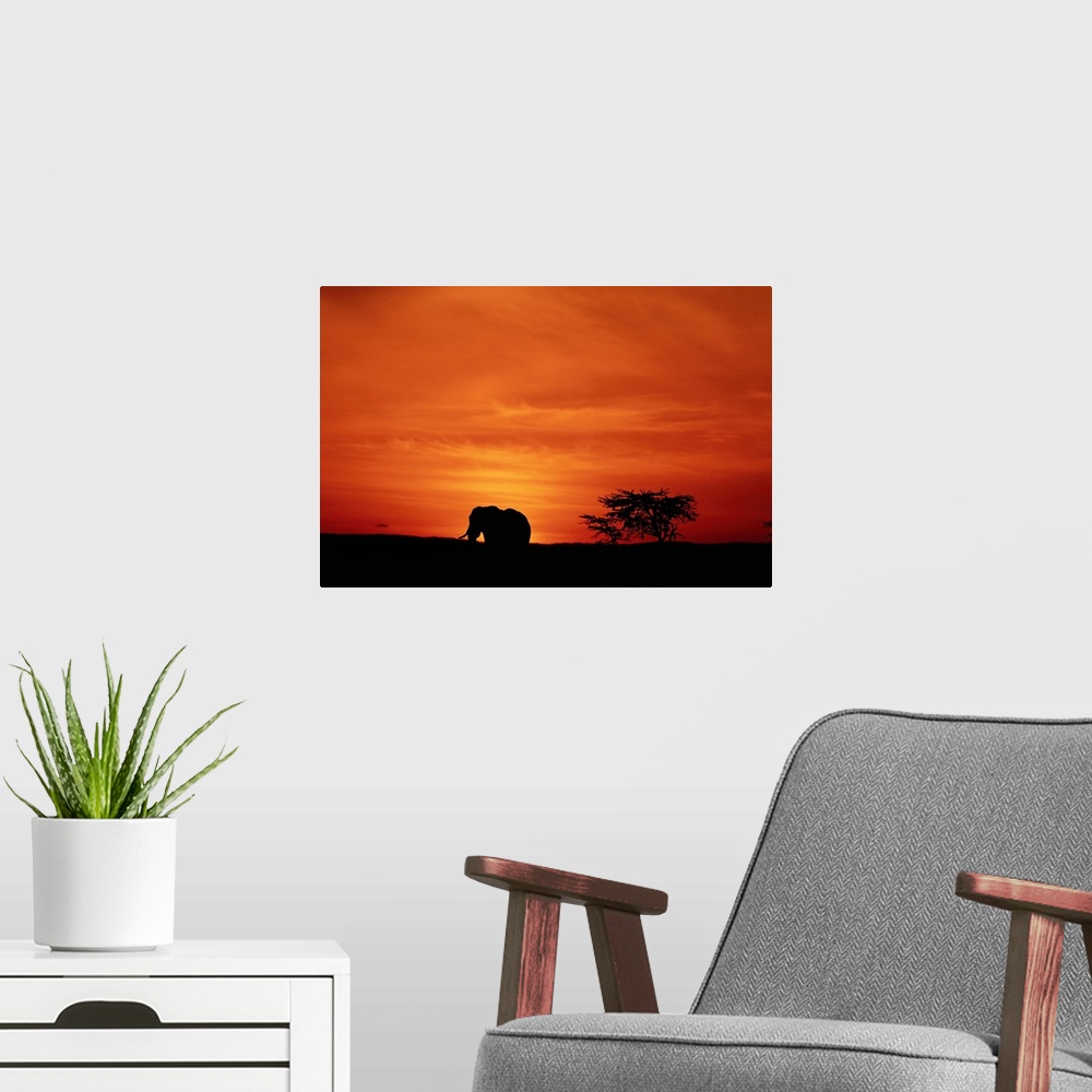 A modern room featuring Large landscape photograph of the silhouette of an African elephant (Loxodonta africana) walking ...