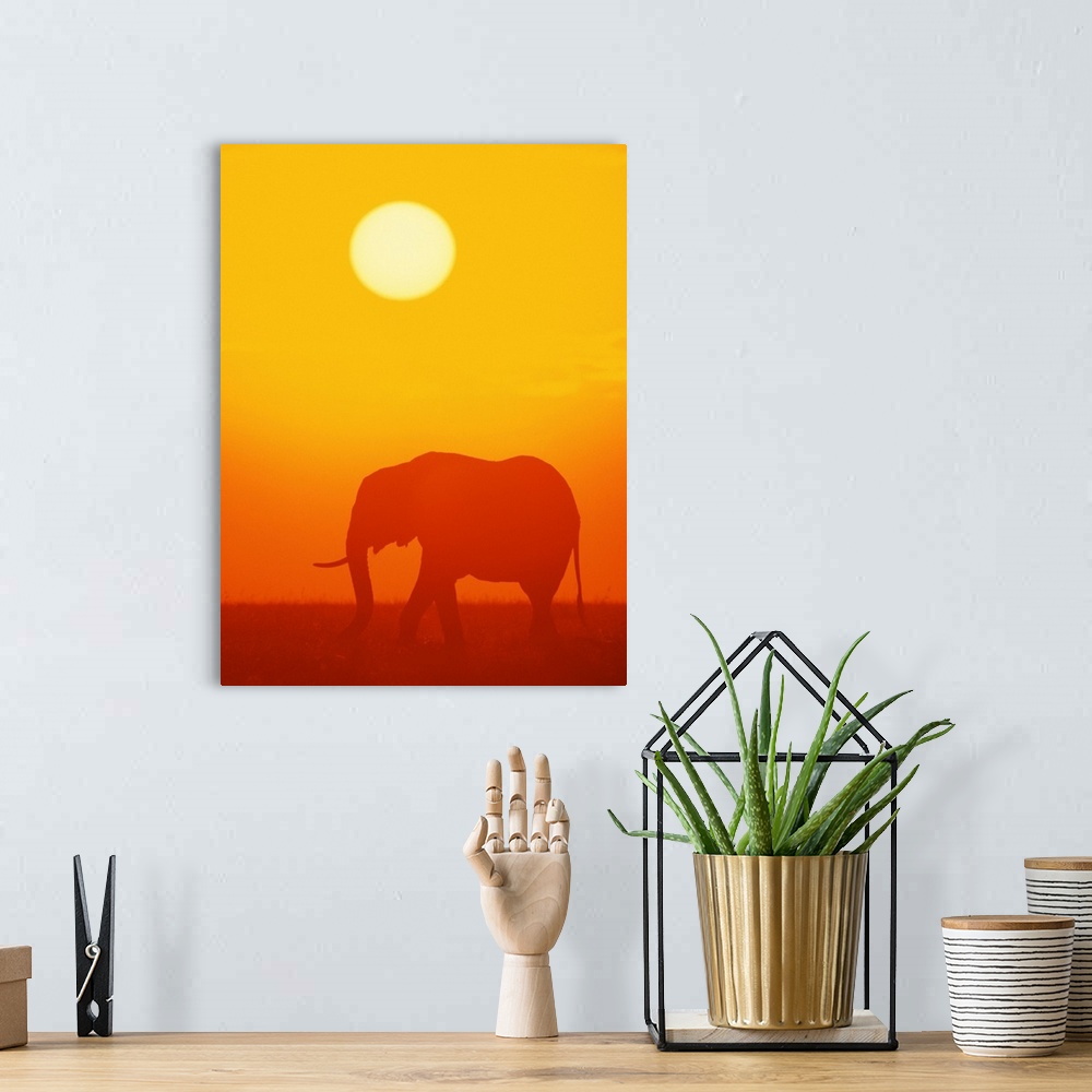A bohemian room featuring African elephant walking at sunset , Kenya , Africa