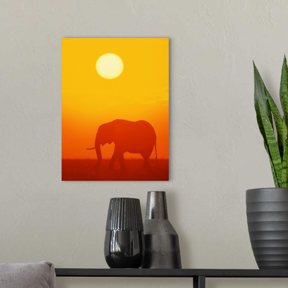 A modern room featuring African elephant walking at sunset , Kenya , Africa