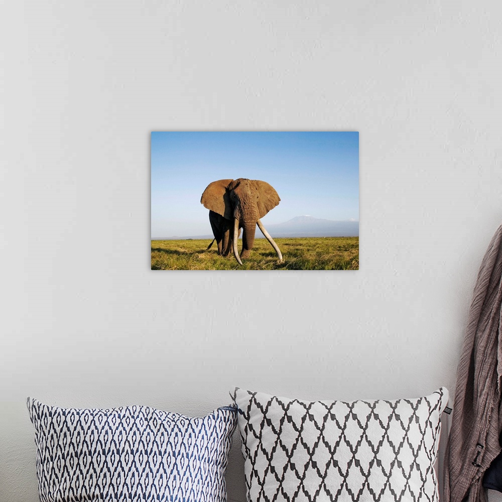 A bohemian room featuring African Elephant With Large Tusks