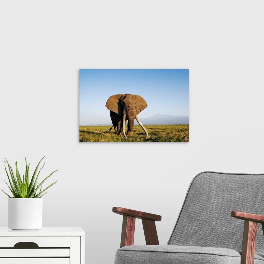 A modern room featuring African Elephant With Large Tusks