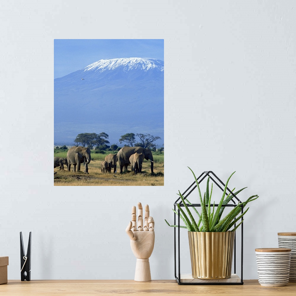 A bohemian room featuring African Elephants