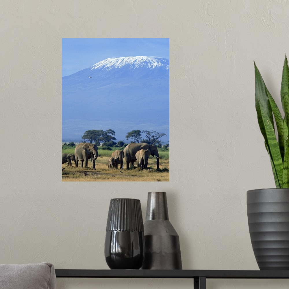 A modern room featuring African Elephants