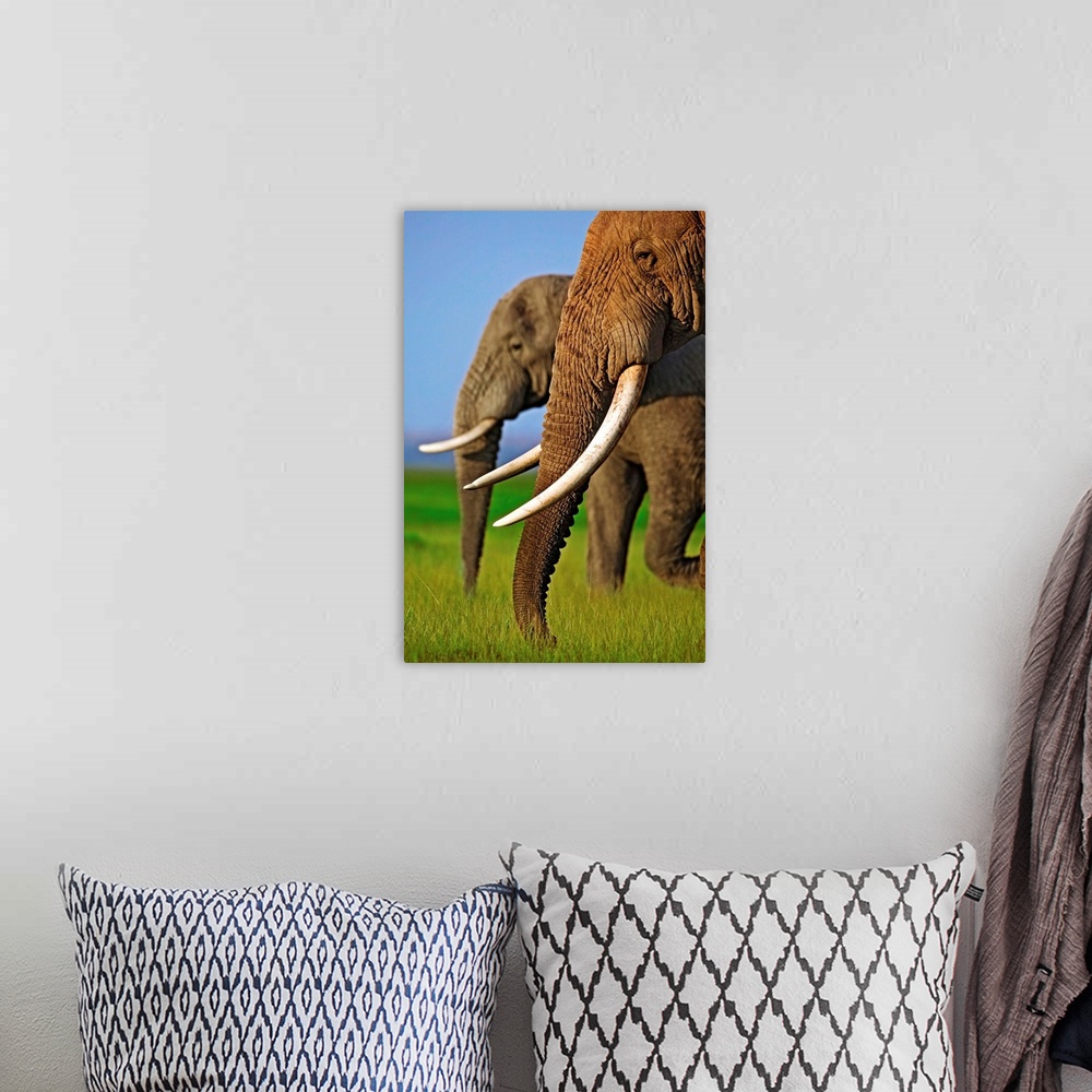 A bohemian room featuring Two African elephant bulls at Amboseli National Park.