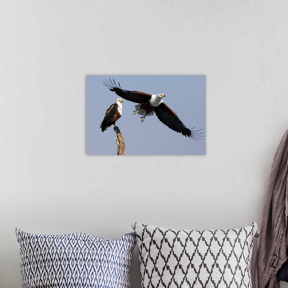 A bohemian room featuring African fish eagles, Chobe National Park, Botswana