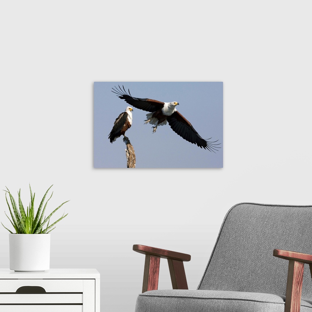 A modern room featuring African fish eagles, Chobe National Park, Botswana