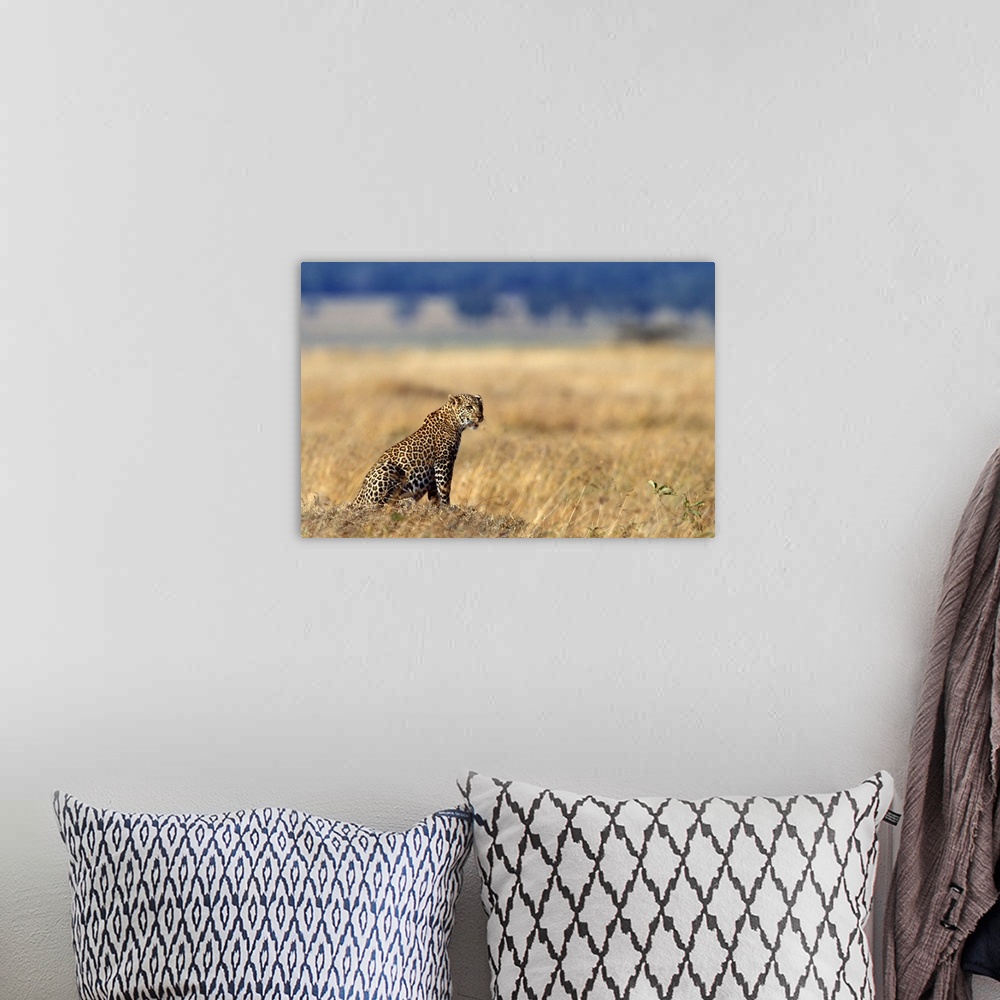 A bohemian room featuring African leopard in grasslands , Kenya , Africa
