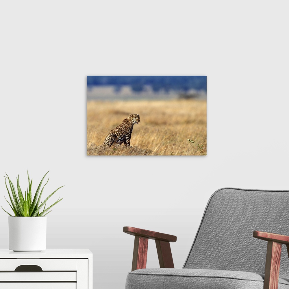 A modern room featuring African leopard in grasslands , Kenya , Africa