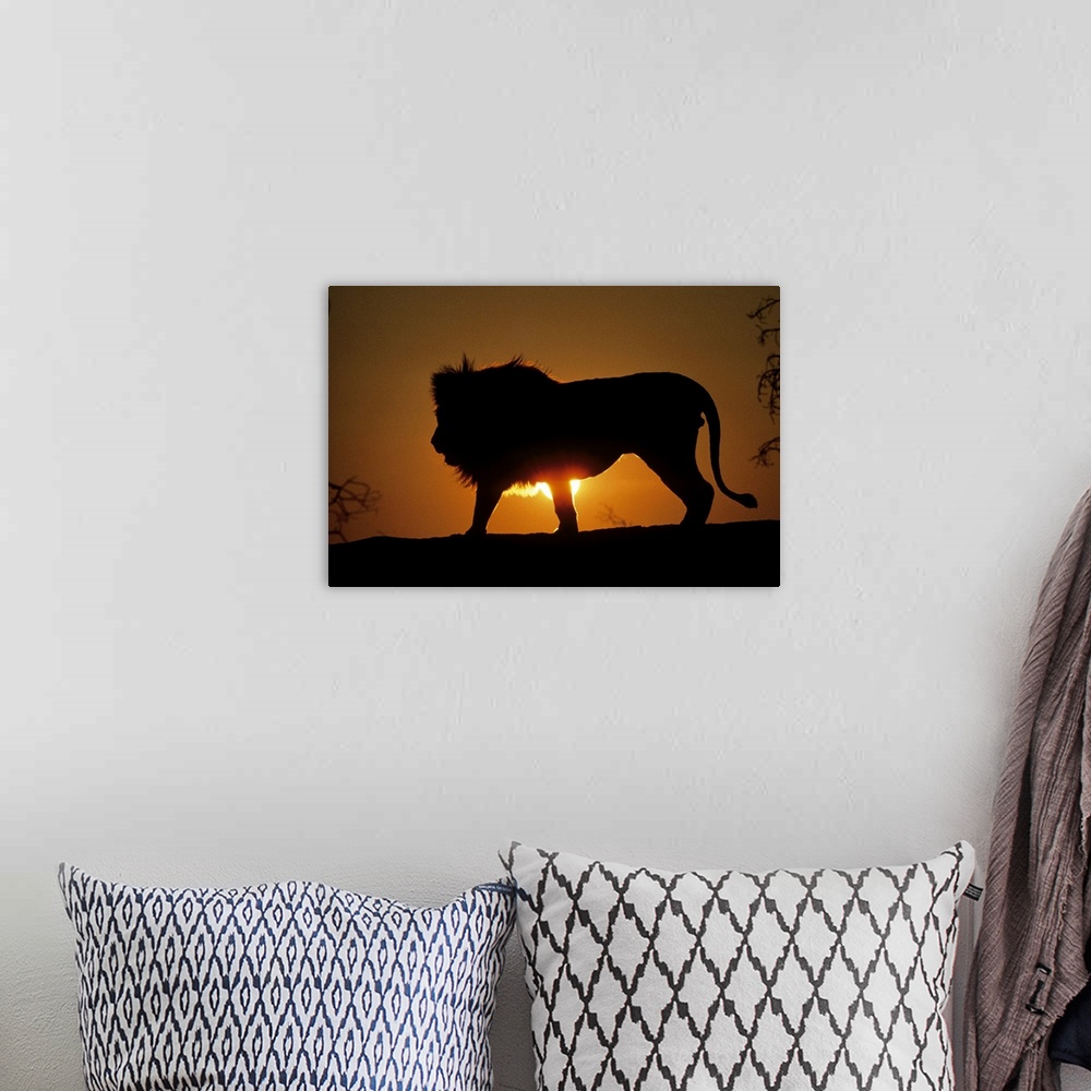 A bohemian room featuring Photograph of large wildcat's silhouette with sun peering from behind its body at dusk.