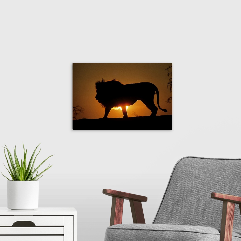 A modern room featuring Photograph of large wildcat's silhouette with sun peering from behind its body at dusk.