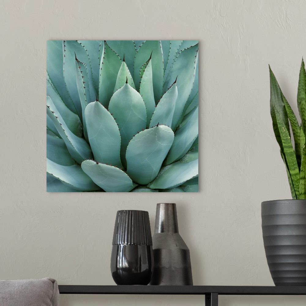 A modern room featuring Agave Plant