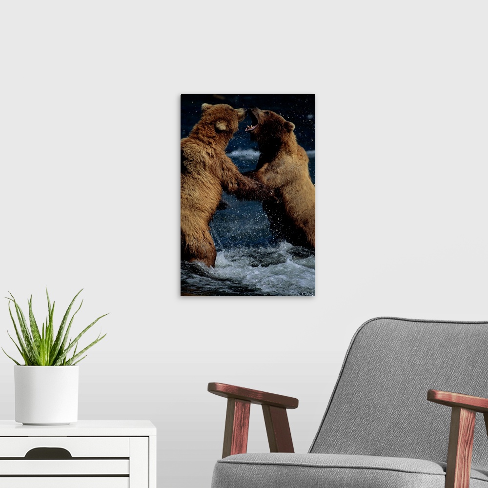 A modern room featuring Alaskan Brown Bears In Brooks River