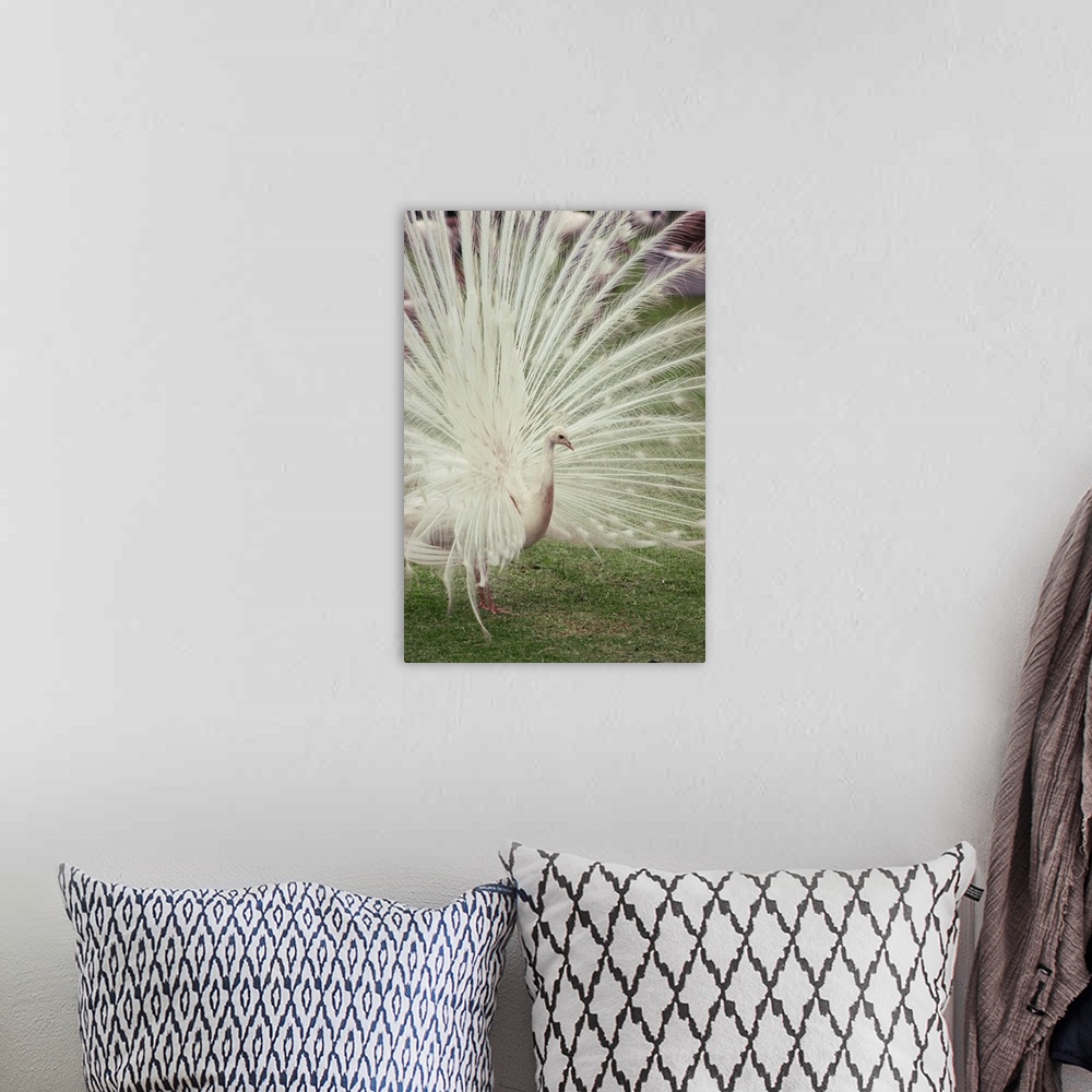 A bohemian room featuring Albino peacock with fanned out tail