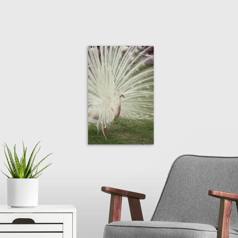 A modern room featuring Albino peacock with fanned out tail