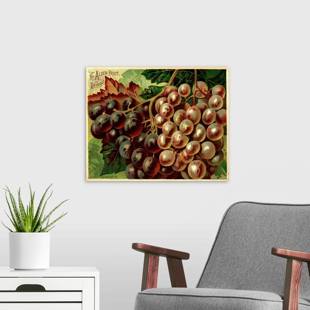 A modern room featuring Alden Fruit Vinegar, Grapes Postcard Advertisement