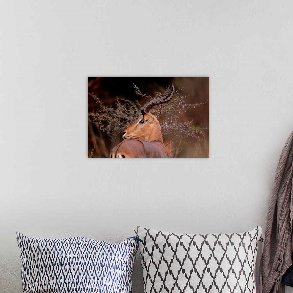 A bohemian room featuring A male impala feeding in the savanna at sunset in Pilanesberg National Park in South Africa.