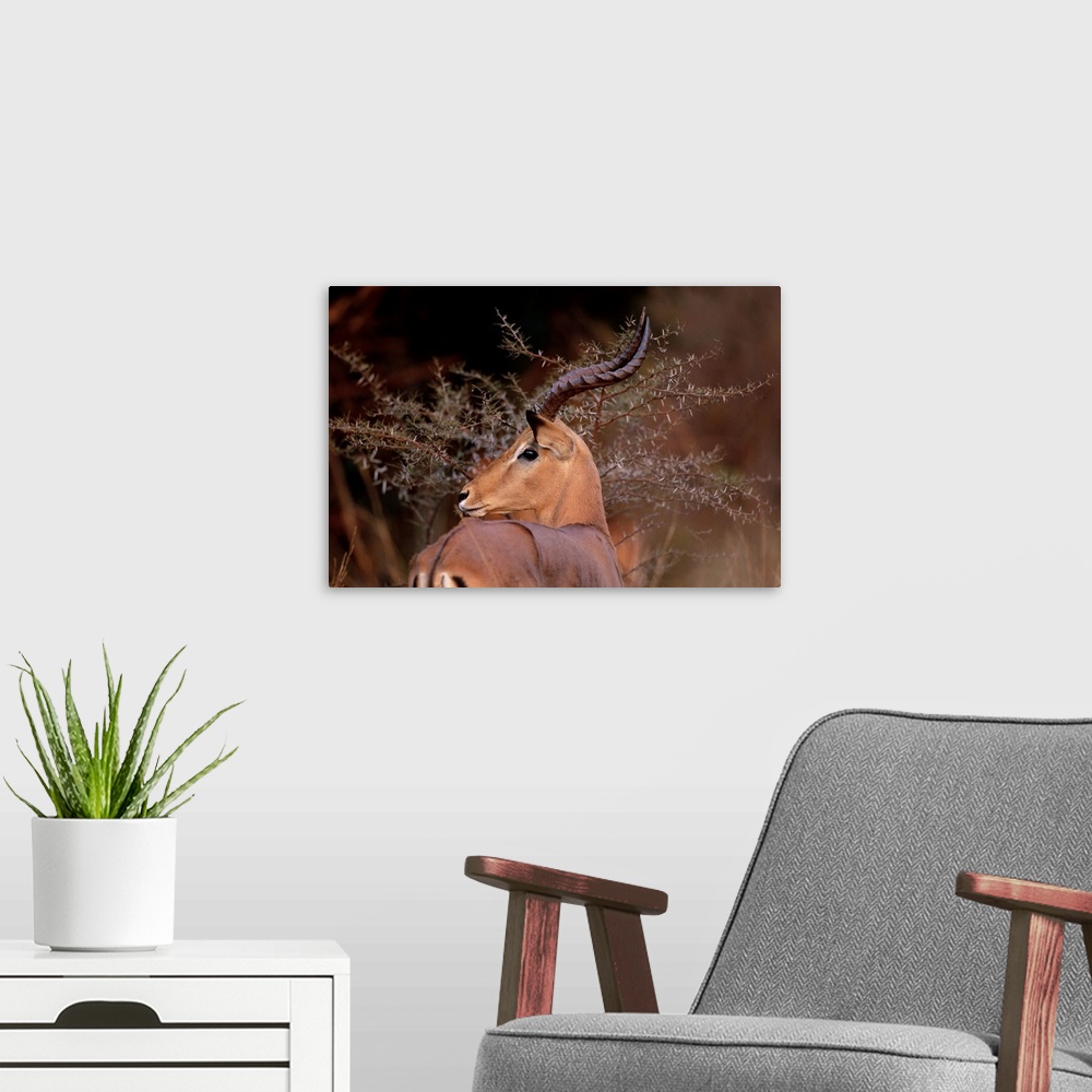 A modern room featuring A male impala feeding in the savanna at sunset in Pilanesberg National Park in South Africa.