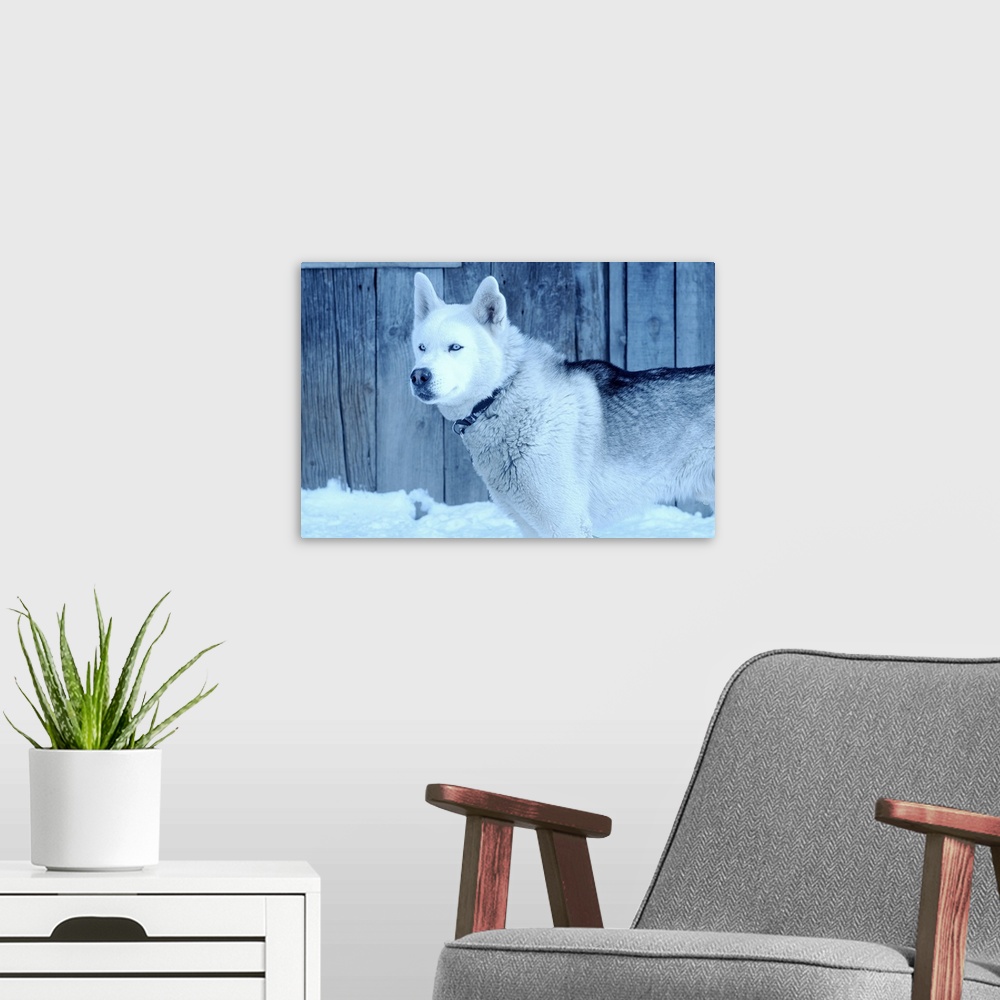 A modern room featuring Alert Siberian Husky