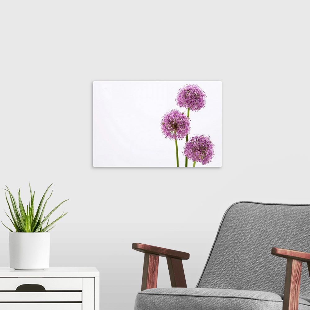 A modern room featuring Alliums
